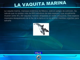 LA VAQUITA MARINA
.La vaquita marina, marsopa endémica de México, está en peligro de extinción. Se
calcula que no existen más de 600 individuos de esta especie y que anualmente
mueren entre 40 y 80 vaquitas marinas atrapadas en redes pesqueras. Esta especie
mexicana desaparecerá de la faz de la tierra si no se aplican medidas urgentes para
salvarla
08/06/16 16
Animales en peligro de extinción
 