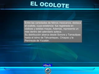 EL OCOLOTE
Entre las variedades de felinos mexicanos, destaca
el ocelote, cuya existencia fue registrada en
códices y estelas mayas. Además, representa un
mes dentro del calendario azteca.
Su distribución abarca desde Sonora y Tamaulipas
hasta el istmo de Tehuantepec, Chiapas y la
Península de Yucatán.
08/06/16 17
Animales en peligro de extinción
 
