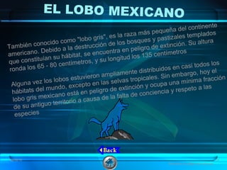 EL LOBO MEXICANO
También conocido como "lobo gris", es la raza más pequeña del continente
americano. Debido a la destrucción de los bosques y pastizales templados
que constituían su hábitat, se encuentra en peligro de extinción. Su altura
ronda los 65 - 80 centímetros, y su longitud los 135 centímetros
Alguna vez los lobos estuvieron ampliamente distribuidos en casi todos los
hábitats del mundo, excepto en las selvas tropicales. Sin embargo, hoy el
lobo gris mexicano está en peligro de extinción y ocupa una mínima fracción
de su antiguo territorio a causa de la falta de conciencia y respeto a las
especies
08/06/16 18
Animales en peligro de extinción
 