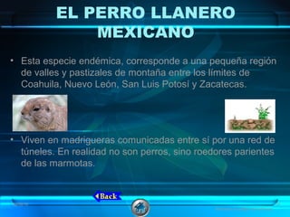 EL PERRO LLANERO
MEXICANO
• Esta especie endémica, corresponde a una pequeña región
de valles y pastizales de montaña entre los límites de
Coahuila, Nuevo León, San Luis Potosí y Zacatecas.
• Viven en madrigueras comunicadas entre sí por una red de
túneles. En realidad no son perros, sino roedores parientes
de las marmotas.
08/06/16 19
Animales en peligro de extinción
 