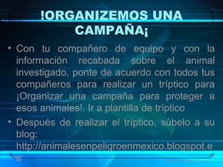 !ORGANIZEMOS UNA
CAMPAÑA¡
• Con tu compañero de equipo y con la
información recabada sobre el animal
investigado, ponte de acuerdo con todos tus
compañeros para realizar un tríptico para
¡Organizar una campaña para proteger a
esos animales!. Ir a plantilla de tríptico
• Después de realizar el tríptico, súbelo a su
blog:
http://animalesenpeligroenmexico.blogspot.e
s08/06/16 20
Animales en peligro de extinción
 