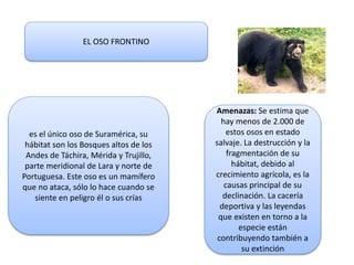 EL OSO FRONTINO
es el único oso de Suramérica, su
hábitat son los Bosques altos de los
Andes de Táchira, Mérida y Trujillo...