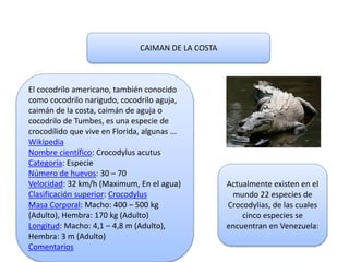 CAIMAN DE LA COSTA
El cocodrilo americano, también conocido
como cocodrilo narigudo, cocodrilo aguja,
caimán de la costa, ...