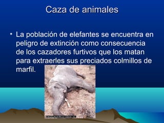 Caza de animalesCaza de animales
• La población de elefantes se encuentra en
peligro de extinción como consecuencia
de los cazadores furtivos que los matan
para extraerles sus preciados colmillos de
marfil.
 