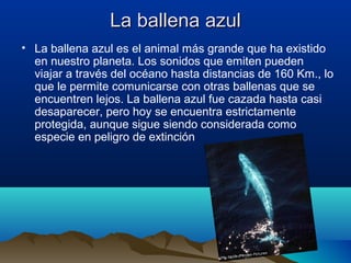La ballena azulLa ballena azul
• La ballena azul es el animal más grande que ha existido
en nuestro planeta. Los sonidos que emiten pueden
viajar a través del océano hasta distancias de 160 Km., lo
que le permite comunicarse con otras ballenas que se
encuentren lejos. La ballena azul fue cazada hasta casi
desaparecer, pero hoy se encuentra estrictamente
protegida, aunque sigue siendo considerada como
especie en peligro de extinción
 