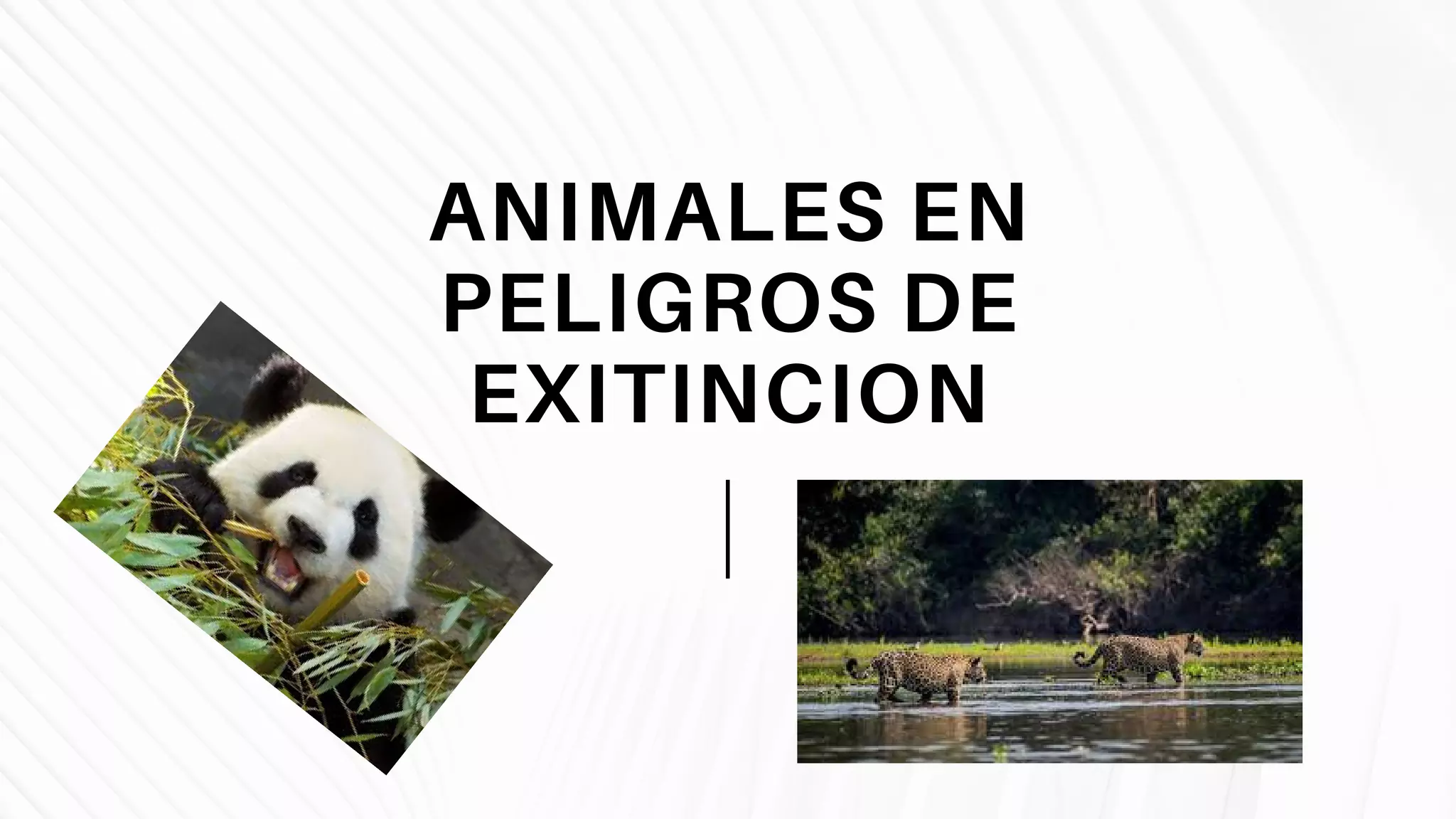 Animales en peligros de extincion | PPT