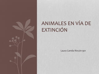 ANIMALES EN VÍA DE 
EXTINCIÓN 
Laura Camila Rincón 901 
 