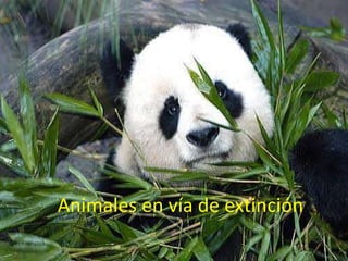 Animales en vía de extinción 
