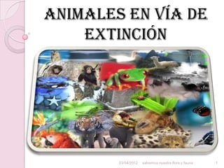 Animales en vía de
    extinción




        03/04/2012   salvemos nuestra flora y fauna   1
 