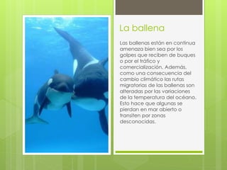 La ballena 
Las ballenas están en continua 
amenaza bien sea por los 
golpes que reciben de buques 
o por el tráfico y 
comercialización. Además, 
como una consecuencia del 
cambio climático las rutas 
migratorias de las ballenas son 
alteradas por las variaciones 
de la temperatura del océano. 
Esto hace que algunas se 
pierdan en mar abierto o 
transiten por zonas 
desconocidas. 
 