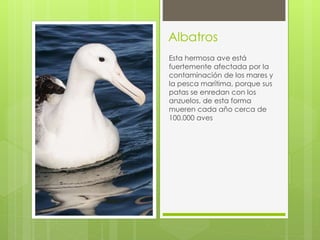 Albatros 
Esta hermosa ave está 
fuertemente afectada por la 
contaminación de los mares y 
la pesca marítima, porque sus 
patas se enredan con los 
anzuelos, de esta forma 
mueren cada año cerca de 
100.000 aves 
 
