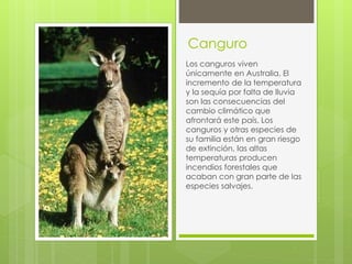 Canguro 
Los canguros viven 
únicamente en Australia. El 
incremento de la temperatura 
y la sequía por falta de lluvia 
son las consecuencias del 
cambio climático que 
afrontará este país. Los 
canguros y otras especies de 
su familia están en gran riesgo 
de extinción, las altas 
temperaturas producen 
incendios forestales que 
acaban con gran parte de las 
especies salvajes. 
 