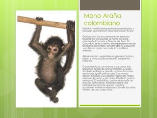 Mono Araña 
colombiano 
Hábitat: Habita bosques lluviosos primarios, y 
bosques que ofrecen abundancia en frutos. 
Distribución: Se encuentra en el territorio 
federal de Venezuela, al norte de Brasil , 
oriente de Ecuador y Oriente de Perú. En 
Colombia se encuentra en el piedemonte de 
los Llanos orientales, al norte del río Caquetá 
y en tierras bajas cerca de la cordillera 
oriental. 
Alimentación: vegetales en general, frutas y 
hojas, y muy pocas ocasiones pequeños 
insectos. 
Características: sus manos y sus patas son 
bastante largas de ahí su nombre, su cola 
también es larga y prensil, y presenta zonas 
desnudas, igual que la cara. Sus manos 
tienen 4 dedos. Sus colores varían del negro 
intenso al crema y gris claro. Realizan grupos 
de hasta 20 individuos, comandado por un 
macho dominante, también existe una 
hembra dominante que en muchas 
ocasiones inhibe la reproducción de las otras. 
Tienen de una a dos crías. 
 