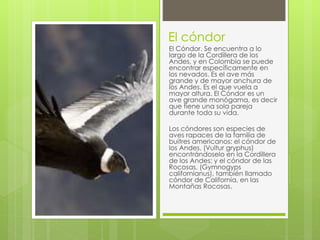 El cóndor 
El Cóndor. Se encuentra a lo 
largo de la Cordillera de los 
Andes, y en Colombia se puede 
encontrar específicamente en 
los nevados. Es el ave más 
grande y de mayor anchura de 
los Andes. Es el que vuela a 
mayor altura. El Cóndor es un 
ave grande monógama, es decir 
que tiene una sola pareja 
durante toda su vida. 
Los cóndores son especies de 
aves rapaces de la familia de 
buitres americanos: el cóndor de 
los Andes, (Vultur gryphus) 
encontrándoselo en la Cordillera 
de los Andes; y el cóndor de las 
Rocosas, (Gymnogyps 
californianus), también llamado 
cóndor de California, en las 
Montañas Rocosas. 
 