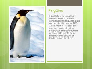 Pingüino 
El deshielo en la Antártica 
también será la causa de 
extinción de los pingüinos, para 
algunos científicos en el 2100. 
El hielo marítimo es esencial 
para la vida del pingüino 
emperador, en el protegen a 
sus crías, es la fuente de su 
alimentación y el lugar en 
donde mudan de plumas. 
 