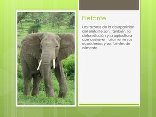 Elefante 
Las razones de la desaparición 
del elefante son, también, la 
deforestación y la agricultura 
que destruyen totalmente sus 
ecosistemas y sus fuentes de 
alimento. 
 