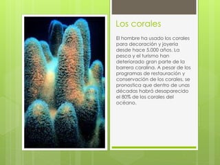 Los corales 
El hombre ha usado los corales 
para decoración y joyería 
desde hace 5.000 años. La 
pesca y el turismo han 
deteriorado gran parte de la 
barrera coralina. A pesar de los 
programas de restauración y 
conservación de los corales, se 
pronostica que dentro de unas 
décadas habrá desaparecido 
el 80% de los corales del 
océano. 
 