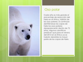 Oso polar 
Cada año es más grande el 
porcentaje de reducción del 
hielo en el Ártico, hábitat de 
los osos polares. Si continúan 
derritiéndose las capas de 
hielo los osos polares 
desaparecerán dentro de 75 
años. Algunos científicos 
predicen que para el verano 
del 2013 en el Ártico ya se 
habrán derretido la mayor 
parte de las capas de hielo. 
 