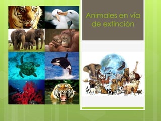 Animales en vía 
de extinción 
 