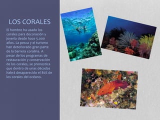 LOS CORALES 
El hombre ha usado los 
corales para decoración y 
joyería desde hace 5.000 
años. La pesca y el turismo 
han deteriorado gran parte 
de la barrera coralina. A 
pesar de los programas de 
restauración y conservación 
de los corales, se pronostica 
que dentro de unas décadas 
habrá desaparecido el 80% de 
los corales del océano. 
 