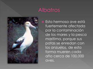  Esta hermosa ave está 
fuertemente afectada 
por la contaminación 
de los mares y la pesca 
marítima, porque sus 
patas se enredan con 
los anzuelos, de esta 
forma mueren cada 
año cerca de 100.000 
aves. 
 