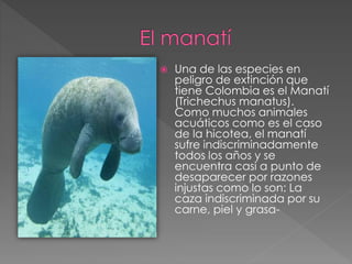  Una de las especies en 
peligro de extinción que 
tiene Colombia es el Manatí 
(Trichechus manatus). 
Como muchos animales 
acuáticos como es el caso 
de la hicotea, el manatí 
sufre indiscriminadamente 
todos los años y se 
encuentra casi a punto de 
desaparecer por razones 
injustas como lo son: La 
caza indiscriminada por su 
carne, piel y grasa- 
 