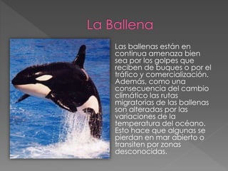  Las ballenas están en 
continua amenaza bien 
sea por los golpes que 
reciben de buques o por el 
tráfico y comercialización. 
Además, como una 
consecuencia del cambio 
climático las rutas 
migratorias de las ballenas 
son alteradas por las 
variaciones de la 
temperatura del océano. 
Esto hace que algunas se 
pierdan en mar abierto o 
transiten por zonas 
desconocidas. 
 