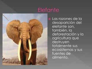  Las razones de la 
desaparición del 
elefante son, 
también, la 
deforestación y la 
agricultura que 
destruyen 
totalmente sus 
ecosistemas y sus 
fuentes de 
alimento. 
 