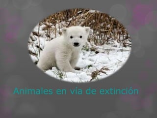 Animales en vía de extinción 
 