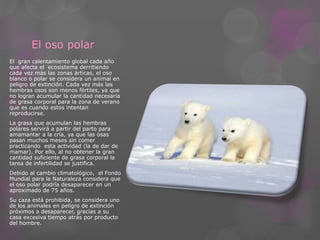 El oso polar 
El gran calentamiento global cada año 
que afecta el ecosistema derritiendo 
cada vez más las zonas árticas, el oso 
blanco o polar se considera un animal en 
peligro de extinción. Cada vez más las 
hembras osos son menos fértiles, ya que 
no logran acumular la cantidad necesaria 
de grasa corporal para la zona de verano 
que es cuando estos intentan 
reproducirse. 
La grasa que acumulan las hembras 
polares servirá a partir del parto para 
amamantar a la cría, ya que las osas 
pasan muchos meses sin comer 
practicando esta actividad (la de dar de 
mamar). Por ello, al no obtener la gran 
cantidad suficiente de grasa corporal la 
tarea de infertilidad se justifica. 
Debido al cambio climatológico, el Fondo 
Mundial para la Naturaleza considera que 
el oso polar podría desaparecer en un 
aproximado de 75 años. 
Su caza está prohibida, se considera uno 
de los animales en peligro de extinción 
próximos a desaparecer, gracias a su 
casa excesiva tiempo atrás por producto 
del hombre. 
 