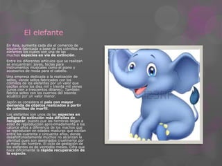 El elefante 
En Asia, aumenta cada día el comercio de 
bisutería fabricada a base de los colmillos de 
elefantes los cuales son una de las 
muchas especies en vía de extinción. 
Entre los diferentes artículos que se realizan 
se encuentran: joyas, teclas para 
instrumentos musicales como el piano y 
accesorios de moda para el cabello. 
Una empresa dedicada a la realización de 
sellos, vende sellos fabricados con los 
colmillos de los elefantes por un valor que 
oscilan entre los diez mil y treinta mil yenes 
(unos cien a trescientos dólares). También 
fabrica sellos con los cuernos del bisonte 
acuático por un valor menor. 
Japón se considera el país con mayor 
demanda de objetos realizados a partir 
de colmillos de marfil. 
Los elefantes son unos de las especies en 
peligro de extinción más difíciles de 
recuperar, puesto que las hembras llegan a 
edad de reproducción aproximadamente a los 
catorce años a diferencia de los machos que 
se reproducen en edades maduras que oscilan 
entre los cuarenta y cincuenta años, donde 
desafortunadamente muchos no alcanzan la 
plenitud pues son asesinados cruelmente por 
la mano del hombre. El ciclo de gestación de 
los elefantes es de veintidós meses. Cifra que 
hace difícilmente la rápida recuperación de 
la especie. 
 