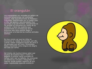 El orangután 
Los orangutanes son animales en peligro de 
extinción provenientes del continente 
asiático, más específicamente de Malasia e 
Indonesia, caracterizado por su pelaje color 
arcilla, sus gestos y peculiaridades muy 
parecidos a las del hombre. Actualmente se 
ha perdido un cincuenta por ciento de su 
población y dicen los expertos que 
posiblemente en el transcurso de los 
próximos diez años podrían llegar a 
pertenecer a la lista de los muchos animales 
extintos. 
Es muy común ver que los niños se 
emocionen al hablar de animales, por ello, 
cuando visitan zoológicos siguen de cerca a 
los animales que allí viven, tomándoles 
fotos y muriendo como ninguno de alegría 
tan solo con verlos. 
Así mismo, da mucha tristeza saber que 
muchos de nuestros hijos o nietos no 
llegarán a conocer varios animales en 
tiempo real o por su defecto, los conocerán 
en bibliotecas virtuales o fotografías en 
internet donde queden registros de que 
estas majestuosas especies existieron. 

