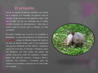 El armadillo 
Una de las especies de animales mamíferos más azotada 
por la extinción es el Armadillo. No importa el tipo de 
subclase a la que pertenezca este espécimen, todas y cada 
una de ellas, hoy día son eliminadas por el cambio 
climático existente, las deforestaciones y sobre todo, el 
hombre quien los acecina para su alimento y/o otras 
actividades. 
El nombre científico que se les da a los armadillos es 
dasipódidos , es decir, que pertenecen a la familia de los 
Dasypodidae, aunque en diferentes lugares del mundo se 
les llama de distintas formas como lo son: quirquincho 
(Del quechua khirkinchu en Perú, Bolivia y Argentina), 
cusuco (En Costa Rica, El Salvador y Honduras), pitero 
(En Honduras), tatú (Tatú mulita, tatú peludo, tatú 
carreta), toche, pirca, mulita (En Argentina y Uruguay), 
peludo, tatú, piche (En Argentina , Paraguay y Brasil ), 
cachicamo (En Colombia y Venezuela), gurre (En 
Antioquia en Colombia) y jerre-jerre (En la Costa Caribe 
de Colombia). 
 