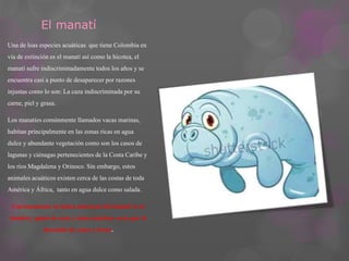 El manatí 
Una de loas especies acuáticas que tiene Colombia en 
vía de extinción es el manatí así como la hicotea, el 
manatí sufre indiscriminadamente todos los años y se 
encuentra casi a punto de desaparecer por razones 
injustas como lo son: La caza indiscriminada por su 
carne, piel y grasa. 
Los manatíes comúnmente llamados vacas marinas, 
habitan principalmente en las zonas ricas en agua 
dulce y abundante vegetación como son los casos de 
lagunas y ciénagas pertenecientes de la Costa Caribe y 
los ríos Magdalena y Orinoco. Sin embargo, estos 
animales acuáticos existen cerca de las costas de toda 
América y África, tanto en agua dulce como salada. 
Curiosamente, la única amenaza del manatí es el 
hombre, quien lo caza y mata muchas veces por el 
descuido de yates y botes. 
 