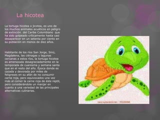 La hicotea 
La tortuga hicotea o jicotea, es uno de 
los muchos animales acuáticos en peligro 
de extinción del Caribe Colombiano que 
ha sido golpeado críticamente hasta casi 
desaparecer en un setenta por ciento en 
su población en menos de diez años. 
Habitante de los ríos San Jorge, Sinú, 
Magdalena, las ciénagas y lagunas 
cercanas a estos ríos, la tortuga hicotea 
es amenazada desagraciadamente en la 
temporada de cuaresma y semana santa 
que en el resto del año. Época donde es 
cazada y devorada por miles de 
feligreses en su afán de no consumir 
carne roja, pero equivocados una vez 
más al comer la carne roja de éste reptil, 
pero considerándola un manjar en 
cuanto a una variedad de las principales 
alternativas culinarias. 
 