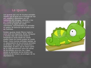 La iguana 
Las iguanas son uno de muchos animales 
reptiles que al igual que la tortuga de mar 
son cazados y asesinados por los 
habitantes de ciénagas, sabanas y ríos 
por la gran demanda de su carne y 
huevos en la región del caribe 
colombiano, convirtiéndolos en animales 
en peligro de extinción de la costa norte 
de Colombia. 
Existen iguanas desde México hasta la 
zona norte de Argentina, Brasil, Paraguay 
y muchas islas del Caribe donde la 
temperatura oscila desde los veinte 
grados hasta los treinta grados de media 
anual. Como muchos animales reptiles, es 
un descendiente de los primeros animales 
en la tierra, las cuales son herbívoros y 
arborícolas, es decir, que la mayor parte 
de su vida permanecen entre las ramas 
de los árboles cerca de ríos y lagos 
donde se alimentan de los brotes más 
tiernos de las ramas y se protegen de los 
depredadores. 
 