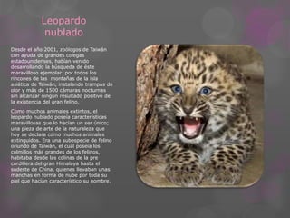 Leopardo 
nublado 
Desde el año 2001, zoólogos de Taiwán 
con ayuda de grandes colegas 
estadounidenses, habían venido 
desarrollando la búsqueda de éste 
maravilloso ejemplar por todos los 
rincones de las montañas de la isla 
asiática de Taiwán, instalando trampas de 
olor y más de 1500 cámaras nocturnas 
sin alcanzar ningún resultado positivo de 
la existencia del gran felino. 
Como muchos animales extintos, el 
leopardo nublado poseía características 
maravillosas que lo hacían un ser único; 
una pieza de arte de la naturaleza que 
hoy se declara como muchos animales 
extinguidos. Era una subespecie de felino 
oriundo de Taiwán, el cual poseía los 
colmillos más grandes de los felinos, 
habitaba desde las colinas de la pre 
cordillera del gran Himalaya hasta el 
sudeste de China, quienes llevaban unas 
manchas en forma de nube por toda su 
piel que hacían característico su nombre. 
 