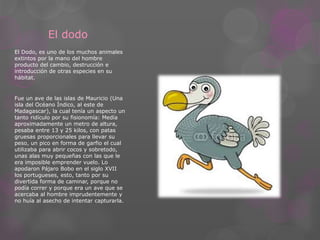 El dodo 
El Dodo, es uno de los muchos animales 
extintos por la mano del hombre 
producto del cambio, destrucción e 
introducción de otras especies en su 
hábitat. 
Fue un ave de las islas de Mauricio (Una 
isla del Océano Índico, al este de 
Madagascar), la cual tenía un aspecto un 
tanto ridículo por su fisionomía: Medía 
aproximadamente un metro de altura, 
pesaba entre 13 y 25 kilos, con patas 
gruesas proporcionales para llevar su 
peso, un pico en forma de garfio el cual 
utilizaba para abrir cocos y sobretodo, 
unas alas muy pequeñas con las que le 
era imposible emprender vuelo. Lo 
apodaron Pájaro Bobo en el siglo XVII 
los portugueses, esto, tanto por su 
divertida forma de caminar, porque no 
podía correr y porque era un ave que se 
acercaba al hombre imprudentemente y 
no huía al asecho de intentar capturarla. 
 