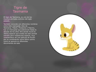 Tigre de 
Tasmania 
El tigre de Tasmania, es uno de los 
muchos animales extintos del siglo 
pasado. 
También conocido con diferentes nombres 
como lobo marsupial, lobo de 
Tasmania, Tilacín, Thylacine o Tilacino, 
fue un marsupial que sobrevivió hasta la 
década de los años 30’s donde murió la 
última especie que existía de este animal 
extraño pero majestuosa especie, muy 
característico de una película de ficción 
por su combinación entre felino canino 
como se aprecia en diferentes 
documentos de este. 
 