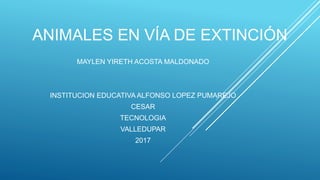 ANIMALES EN VÍA DE EXTINCIÓN
MAYLEN YIRETH ACOSTA MALDONADO
INSTITUCION EDUCATIVA ALFONSO LOPEZ PUMAREJO
CESAR
TECNOLOGIA
VALLEDUPAR
2017
 