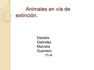      Animales en vía de extinción. Daniela Galindez Marcela Guerrero         11-4 