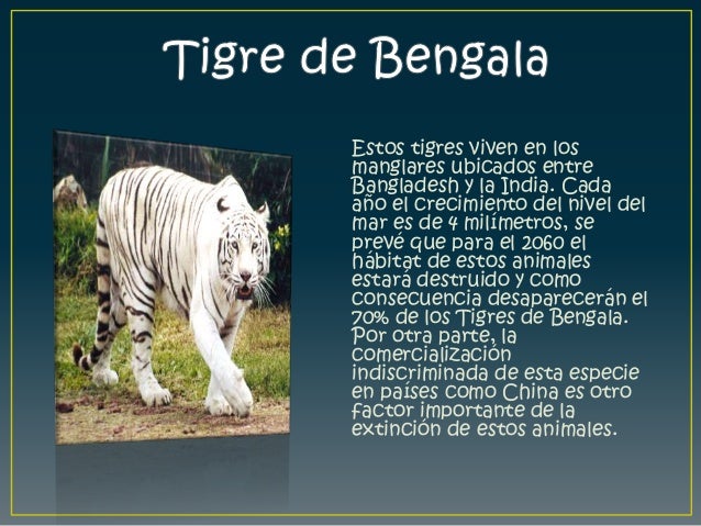 Resultado de imagen para porque se da la extincion de animales