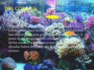 LOS CORALES
El hombre ha usado los corales para decoración y
joyería desde hace 5.000 años. La pesca y el turismo
han deteriorado gran parte de la barrera coralina. A
pesar de los programas de restauración y conservación
de los corales, se pronostica que dentro de unas
décadas habrá desaparecido el 80% de los corales del
océano.
 