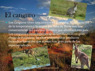 El canguro
 Los canguros viven únicamente en Australia. El incremento
de la temperatura y la sequía por falta de lluvia son las
consecuencias del cambio climático que afrontará este país.
Los canguros y otras especies de su familia están en gran
riesgo de extinción, las altas temperaturas producen
incendios forestales que acaban con gran parte de las
especies salvajes.
 