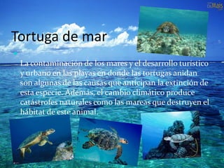 Tortuga de mar

La contaminación de los mares y el desarrollo turístico
y urbano en las playas en donde las tortugas anidan
son algunas de las causas que anticipan la extinción de
esta especie. Además, el cambio climático produce
catástrofes naturales como las mareas que destruyen el
hábitat de este animal.
 