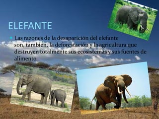 ELEFANTE
 Las razones de la desaparición del elefante
son, también, la deforestación y la agricultura que
destruyen totalmente sus ecosistemas y sus fuentes de
alimento.
 