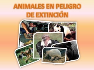 ANIMALES EN PELIGRODE EXTINCIÓN 