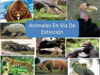 Animales En Vía De
Extinción
 