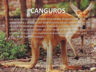 • Los canguros viven únicamente en Australia. El incremento de la
temperatura y la sequía por falta de lluvia son las consecuencias del
cambio climático que afrontará este país. Los canguros y otras
especies de su familia están en gran riesgo de extinción, las altas
temperaturas producen incendios forestales que acaban con gran
parte de las especies salvajes.

 