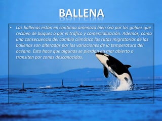 • Las ballenas están en continua amenaza bien sea por los golpes que
reciben de buques o por el tráfico y comercialización. Además, como
una consecuencia del cambio climático las rutas migratorias de las
ballenas son alteradas por las variaciones de la temperatura del
océano. Esto hace que algunas se pierdan en mar abierto o
transiten por zonas desconocidas.

 